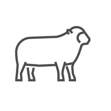 Élevage ovin upaix, proche sisteron