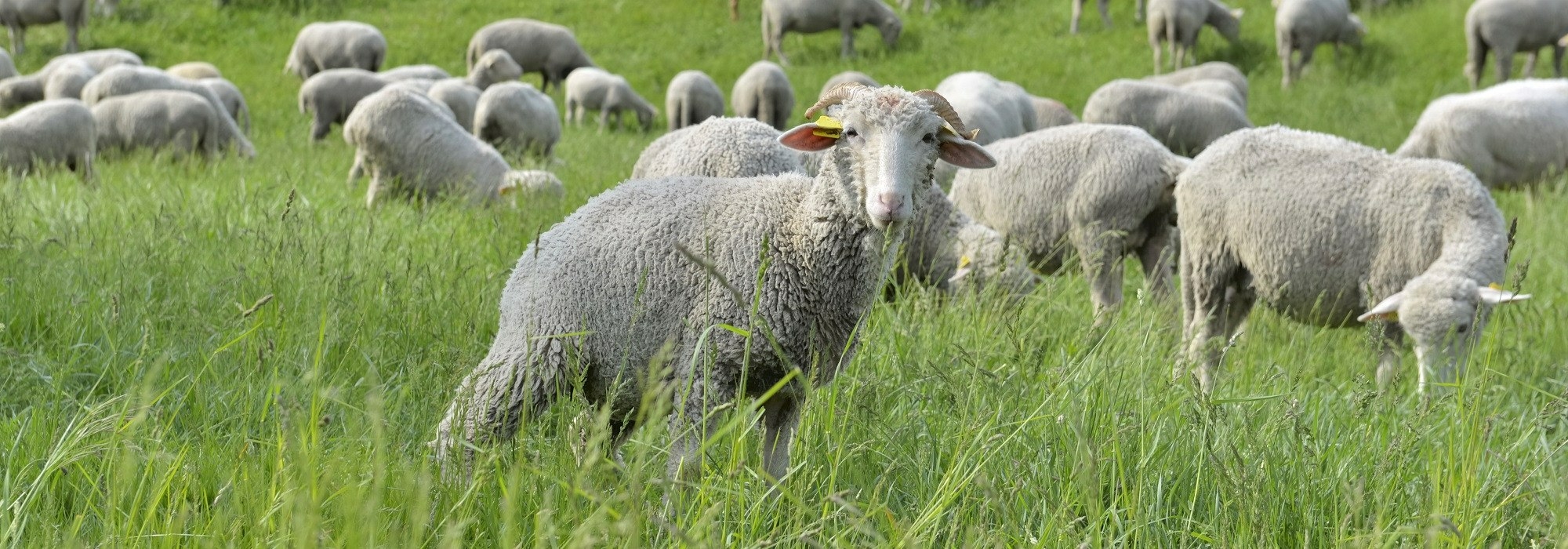 Élevage ovin, avicole et porcin dans les Hautes-Alpes. L'exploitation se trouve à Upaix, petit village situé entre Gap et Sisteron.