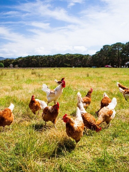 Évelage de volailles, de porcs et d'ovins