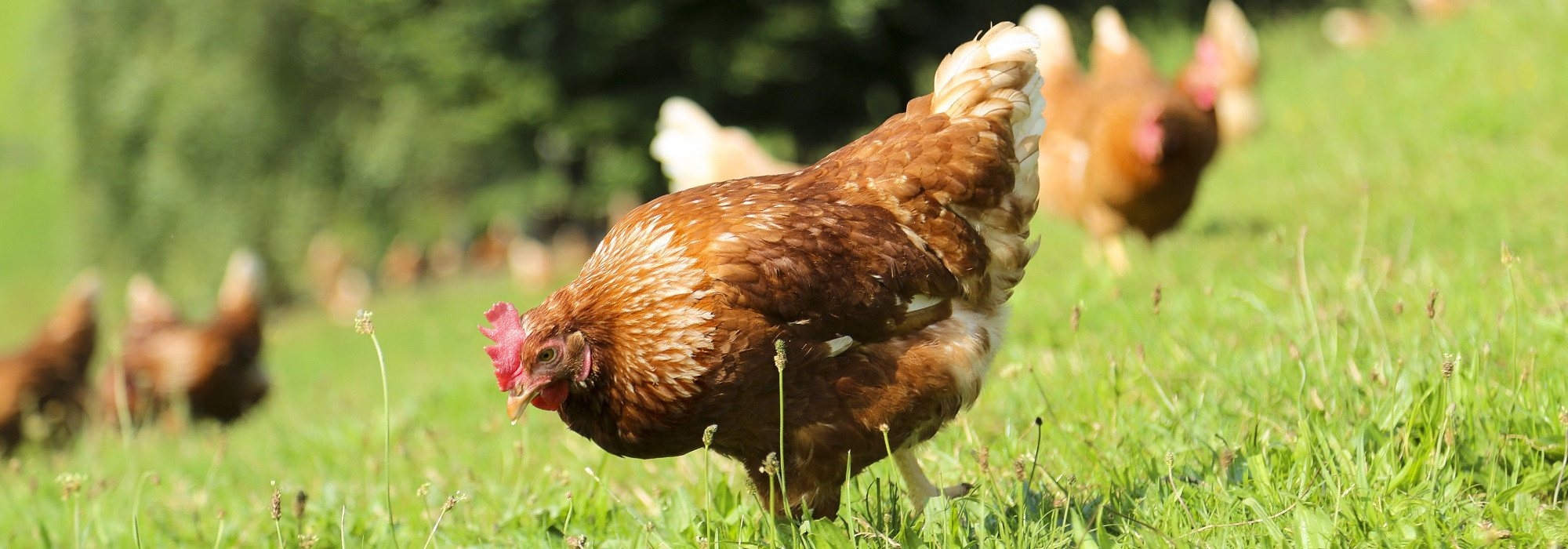Élevage ovin, avicole et porcin dans les Hautes-Alpes. L'exploitation se trouve à Upaix, petit village situé entre Gap et Sisteron.