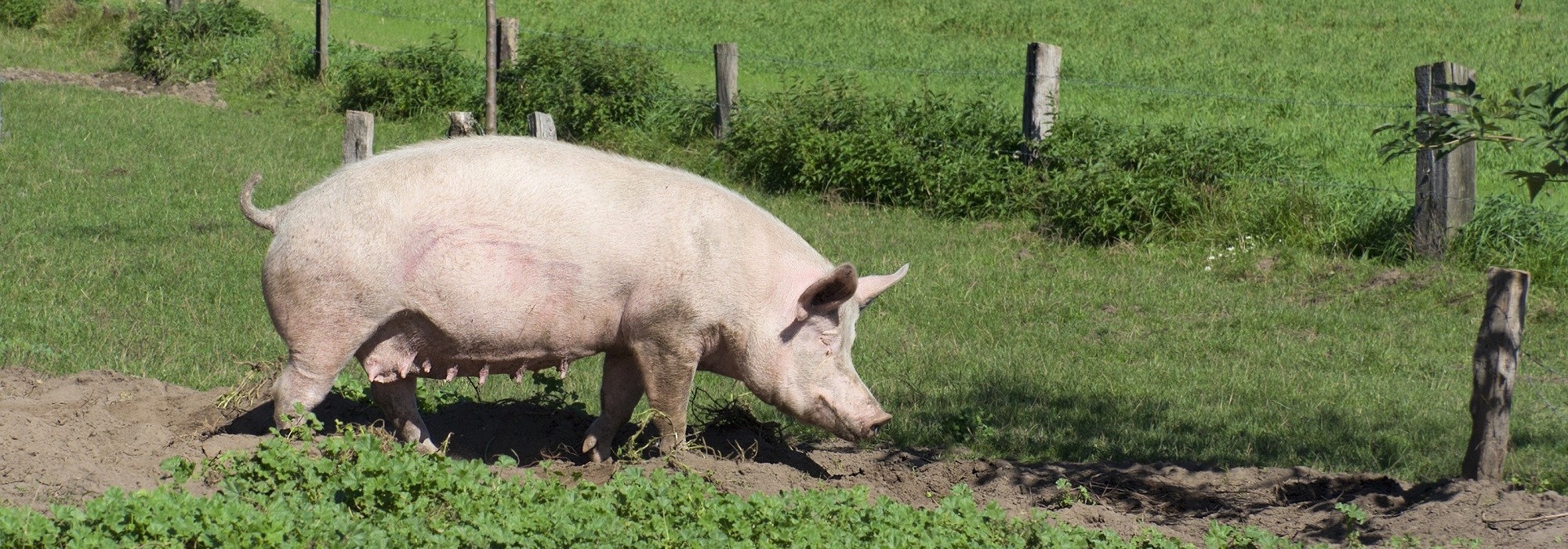 Élevage ovin, avicole et porcin dans les Hautes-Alpes. L'exploitation se trouve à Upaix, petit village situé entre Gap et Sisteron.